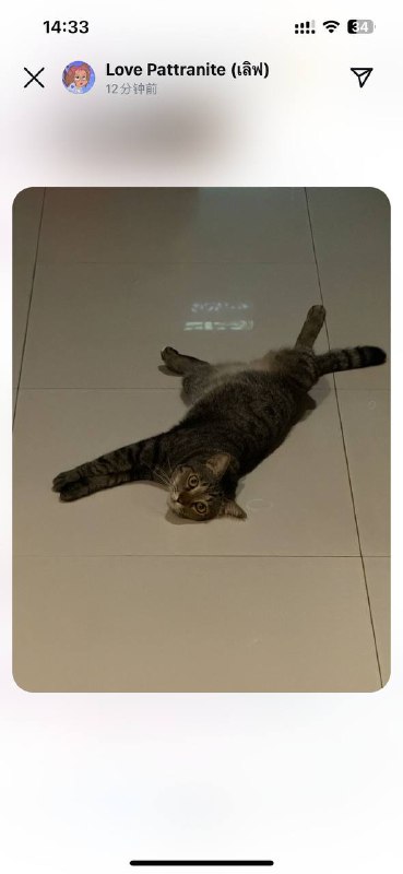 这是一只猫？？？这是一只猫？？？
