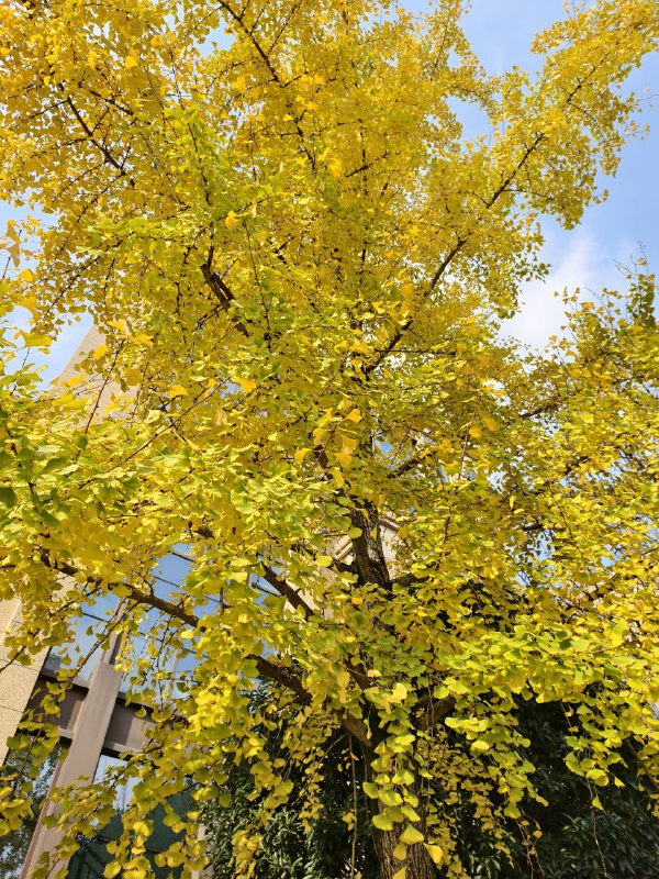 成都出太阳了，好幸福啊成都出太阳了，好幸福啊