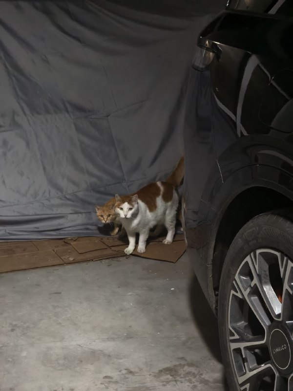 真的很可爱啊这个体型差和眼睛的形状也很好代牛爱