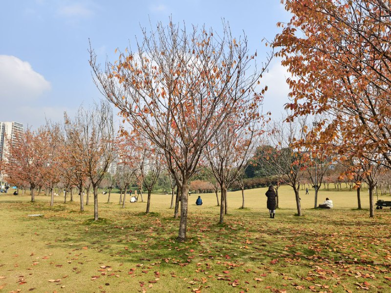 成都出太阳了，好幸福啊成都出太阳了，好幸福啊