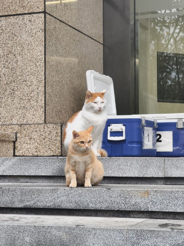 KazooTTT的碎碎念🧩