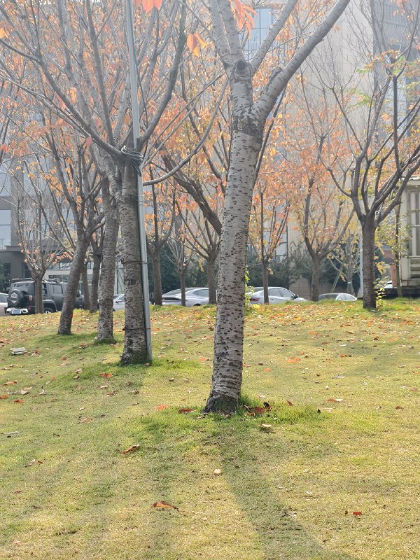 成都出太阳了，好幸福啊成都出太阳了，好幸福啊