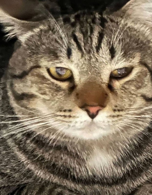 这是一只猫？？？这是一只猫？？？
